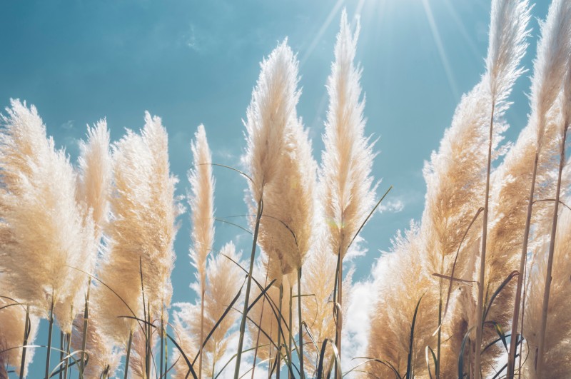 Decorative grasses