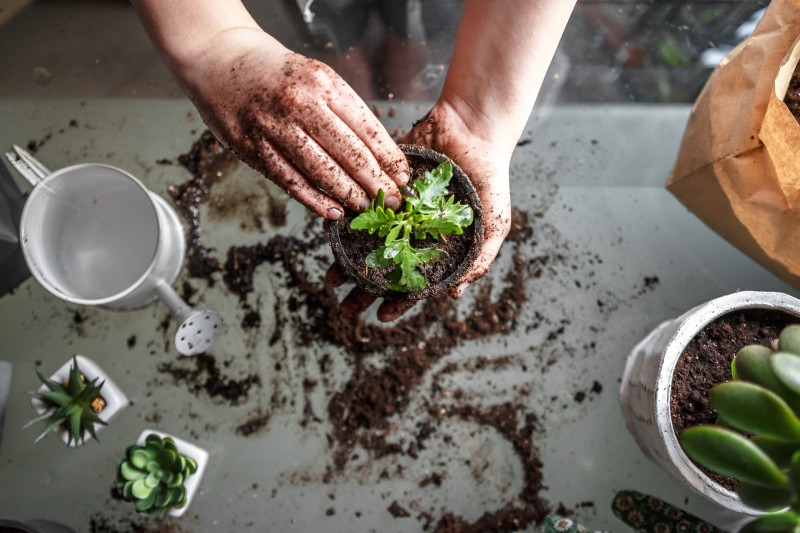 How often do you need to repot potted plants?
