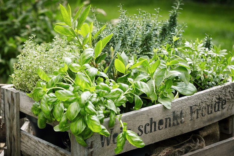  KRONEN® BIO Soil for herbs and vegetables
