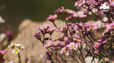 How to plant Saxifraga arendsii?