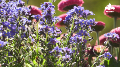 Rośliny z niebieskimi kwiatami do ogrodu
