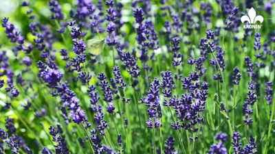 Gardening guide - lavender