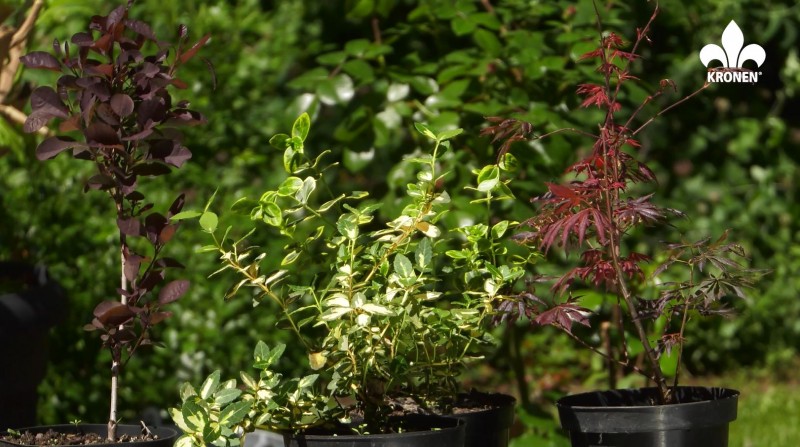 Perennial ornamental plants for balconies and terraces