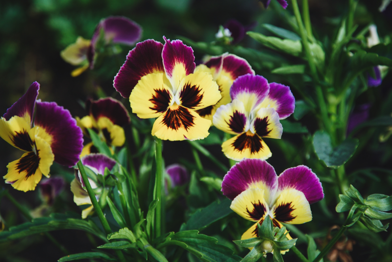 Wiosną sięgnijmy po  KRONEN® Ziemia uniwersalna z kokosem i nawilżaczem